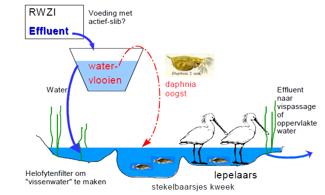 Fig. 8.16 Het kwekelbaarsjessysteem, zoals uitgewerkt is op Texel.