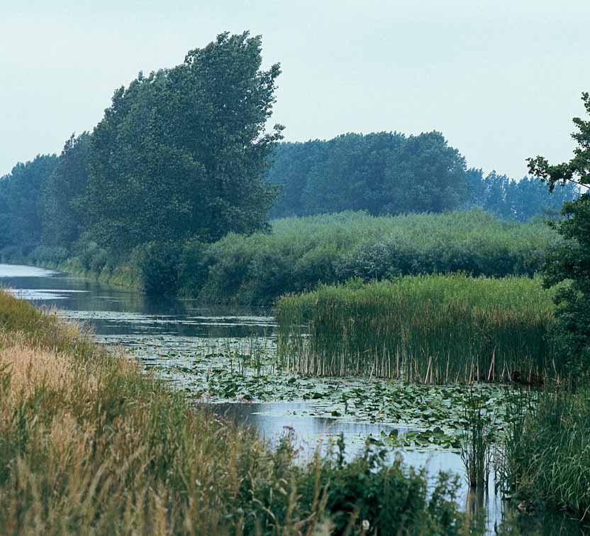 6.6. Hydrofytenfilter (Bron: Wijnbeek, 2010, 20, 23, 24) Te onderscheiden is in drijvende(b.v. waterlelie) en ondergedoken (b.v. waterpest).