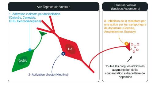 Alc & Drugs verhogen Dopamine Balland, B., & Lüscher, C. (2009).