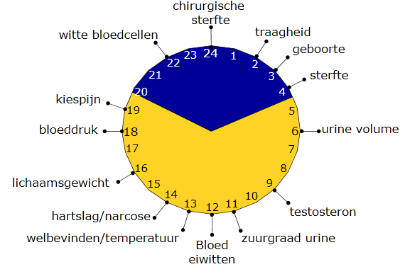 Interne synchronisatie Onder normale omstandigheden onderhouden de verschillende ritmen van de lichaamsfuncties een vaste tijdsrelatie tot elkaar, ze zijn onderling in de tijd gekoppeld, de zg.