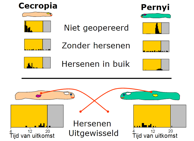 NREM en REM-slaap Het meest algemene onderscheid dat gemaakt wordt tussen de verschillende slaapfases is de remslaap en de non-remslaap.