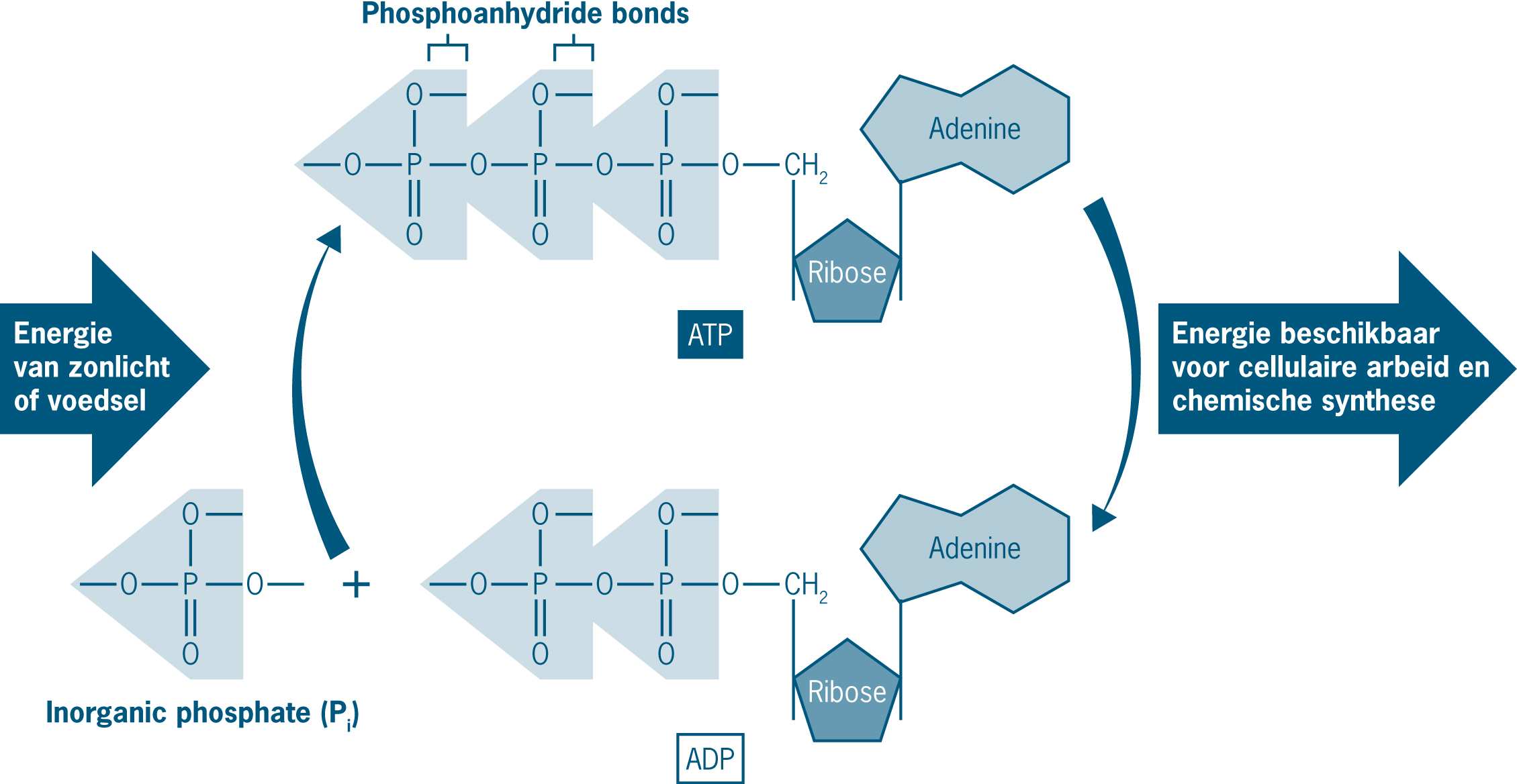 Figuur 24 ADP kan door opname van energie overgaan in ATP. ATP functioneert vervolgens als energiedrager. Als de energie wordt gebruikt gaat ATP weer over naar ADP.