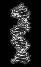 1953 paper by Watson and Crick in Nature that shows their double helix model for DNA