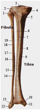 KNIEGEWRICHT / ARTICULATIO GENUS Kniegewricht (articulatio genus) wordt gevormd door condylus lateralis femoris en condylus medialis femoris (als onderdeel van het femur) en de tibia (scheenbeen).