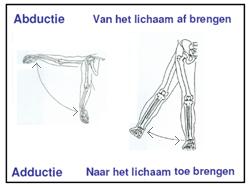 Extensie: het strekken van de elleboog, de knie, de vingers en de tenen (soms ook wel de wervelkolom (noemt men ook dorsaalflexie)).