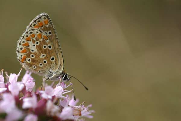 Bijlage 2: enkele vlindersoorten Icarusblauwtje