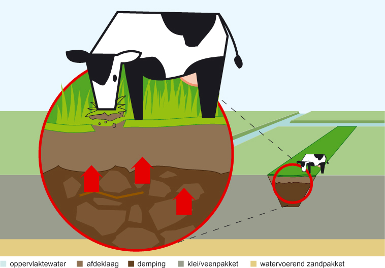 Fig. 2. Opname van verontreinigingen uit de demping door grazend vee.