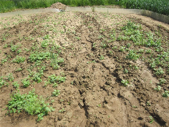 op deze plaats de grond in en liep vervolgens in de richting van de opvangbak. Hier aangekomen kon het niet meer in de bak lopen. Meting op deze manier zou geen resultaat opleveren.