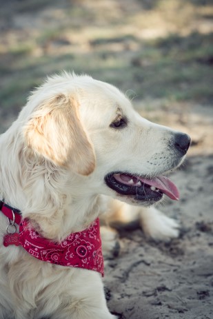 1 uur in de studio, 3 à 4 uur nabewerking foto s Ook de mogelijkheid om samen met je huisdier op de foto te gaan Foto s te bekijken op onze website, met paswoord