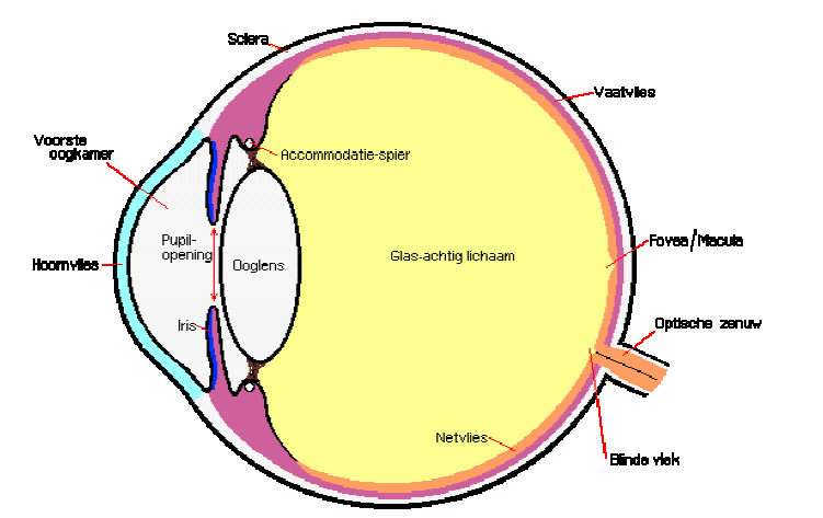 3. Kernfeiten over cataract (grijze staar of grauwe staar) Handleiding indicatorontwikkeling Wat Cataract of grauwe is een is staar. cataract? een vertroebeling De ooglens zit van in de het ooglens.