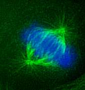 Eribuline en werkingsmechanisme Eribulin 1 Eribulin inhibits microtubule growth Growing microtubule Tubulin