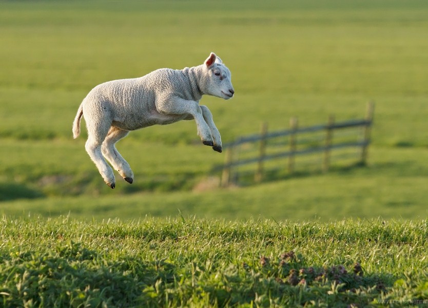 7. In de wei In de winter is de wei leeg. De koeien staan op stal. Buiten is het koud. Het gras groeit niet. De koe krijgt droogvoer en gedroogd gras. Hij krijgt het voer in de stal.