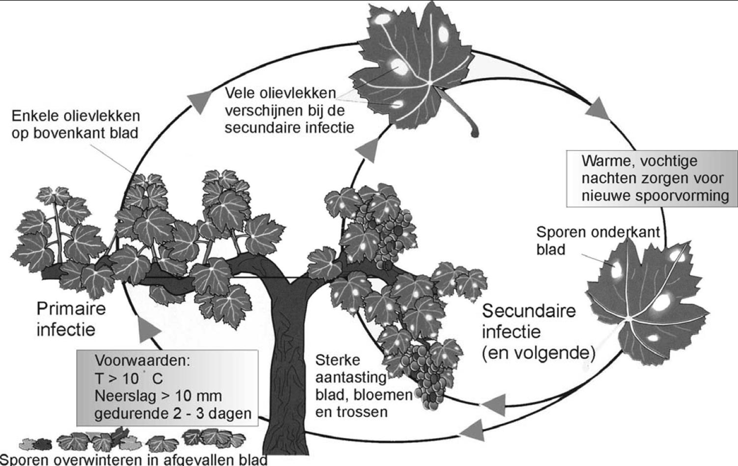 De theorie: