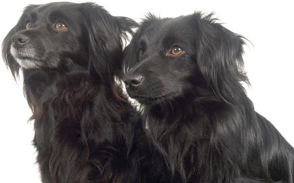 l a n d e l i j k i n f o r m a t i e c e n t r u m g e z e l s c h a p s d i e r e n LICG HUISDIERENBIJSLUITER DE HANDLEIDING VOOR HET HOUDEN VAN HUISDIEREN Serie zoogdieren Hond Canis lupus