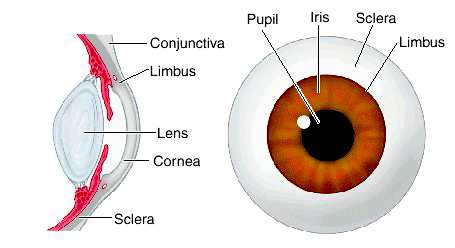 2 Literatuurstudie 7 wijze en begint met de manier waarop het oog kan worden opgenomen. 2.1.2.1 Zichtbaar spectrum t.o.v.