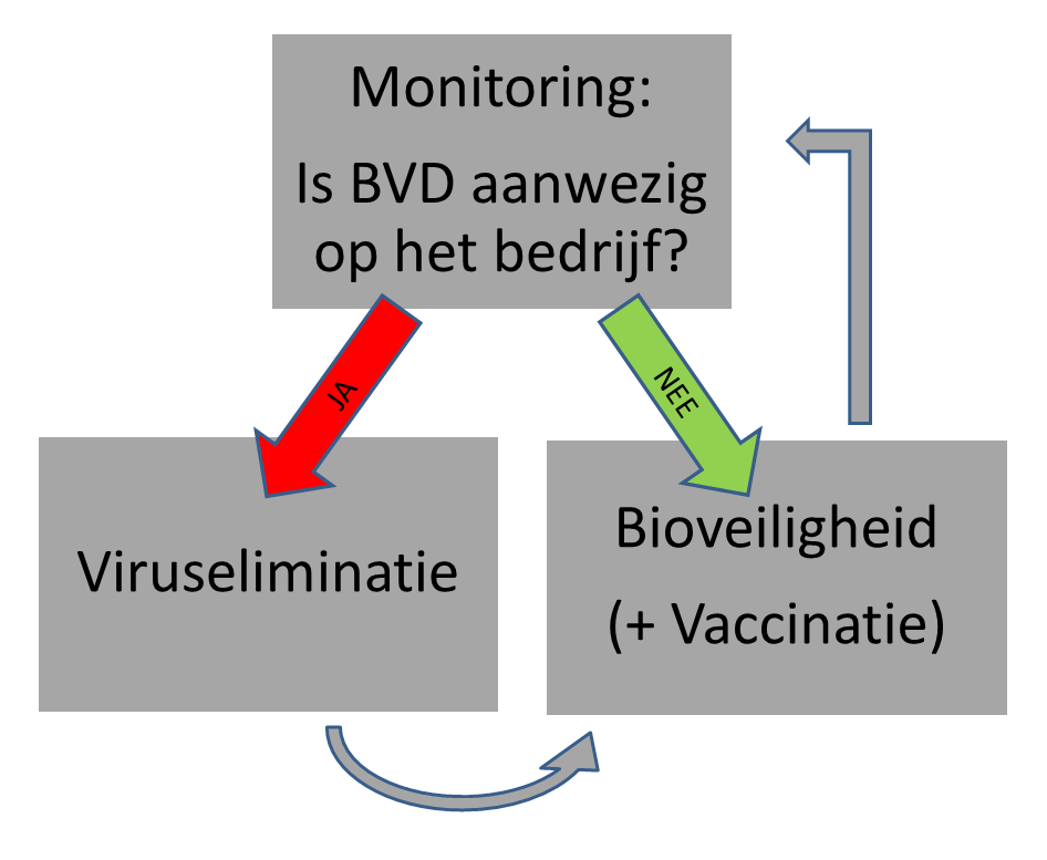 moeten bioveiligheidsmaatregelen genomen worden om herbesmetting zoveel mogelijk te vermijden. Via monitoring kan de BVD-status op regelmatige tijdstippen worden nagegaan.