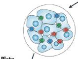 Pt 008: Complete remissie na TIL behandeling Een uitzaaiing werd verwijderd Isoleren van tumor cellen Isoleren van TIL Screnen van TIL voor T cellen specifiek voor deze