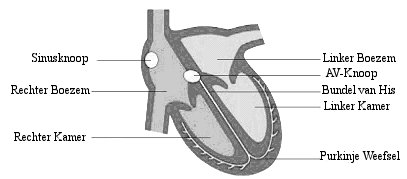 Het hart Het gezonde hart Het hart is een belangrijk orgaan in het lichaam.