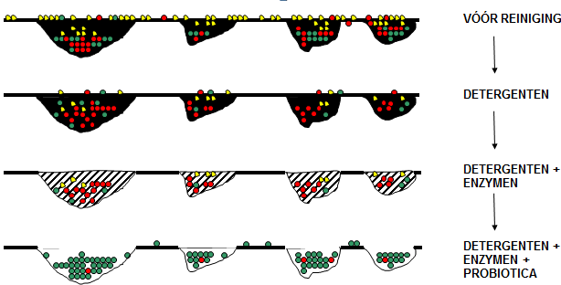 Figuur 14: Probiotische reiniging 5.3 Toepassingsgebied: Landbouwsector 5.3.1 Algemeen Om een duurzaam en volwaardig alternatief te bieden voor de schadelijke chemische ontsmettingsmiddelen werd het PIP Animal Housing gamma ontwikkeld.
