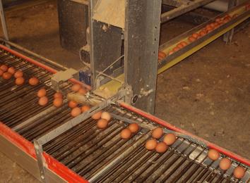 waren voor S. Enteritidis. De meest frequent besmette plaatsen in het eiverzamellokaal waren de vloer, de pallettrucks en de eisorteermachine.