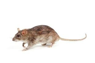 Muis Zwarte rat Bruine rat Karakter Erg nieuwsgierig Wantrouwig Erg wantrouwig Luidruchtig Luidruchtig Discreet Andere Klein, vlug Staart groter dan kop + lichaam Staart korter dan kop + lichaam