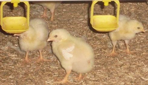 1.2.2 Salmonella Gallinarum De ziekte van Klein of Fowl Typhoid wordt veroorzaakt door Salmonella Gallinarum. De aandoening komt nog geregeld voor in tropische en subtropische gebieden.