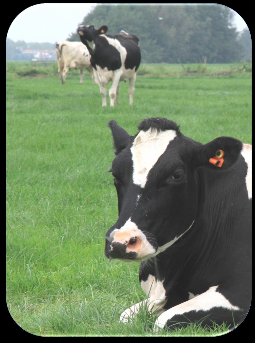 Module Gezondheid Het oor van een koe is een uitstekende plek om de temperatuur te meten. De Agis CowManager SensOor meet en toont zowel verhoging als verlaging van temperatuur.