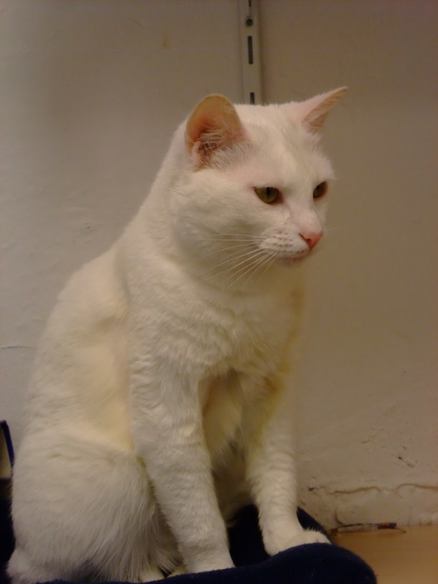 Ingegroeid halsbandje In de Akbarstraat woont Elisa. Elisa is altijd erg begaan met de katten uit haar buurt en houdt ons op de hoogte van alles wat er gebeurt.