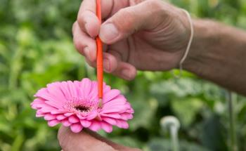 Holstein Facts (2) 2 kwekerijen Bijna 11 ha groot 81 soorten: - Grootbloemig: 19 soorten - Mini gerbera: 47