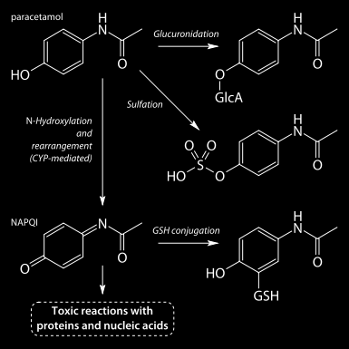 Mechanisme paracetamol - leverfalen Paracetamol wordt op verschillende manieren gemetaboliseerd: glucuronidatie, sulfatie en ook deels via CYP2E1 CYP2E1 zet paracetamol om tot een toxische