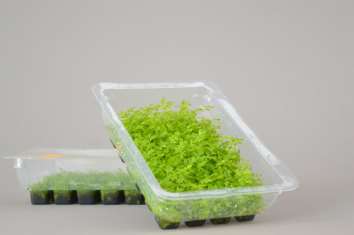 MicroFerns BV MicroFerns BV is een jong bedrijf welke gespecialiseerd is in varen-vermeerdering door middel van weefselkweek (in vitro). We leveren de planten uit in agar in een 24 gaats tray.