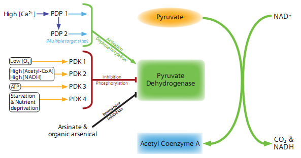 De reactie van de oxidatieve decarboxylering (te zien op figuur 3) is: Pyruvaat + HS-CoA + NAD + CO 2 