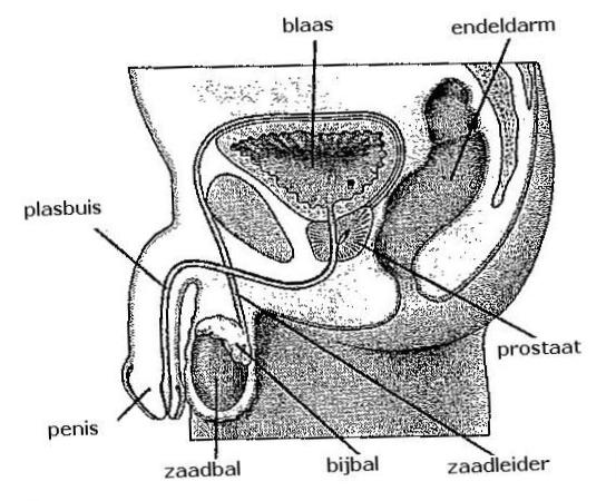 1.4 Wat is uw prostaat? De prostaat is een klier die een bepaald vocht produceert en afscheidt. De klierbuisjes maken het prostaatvocht.