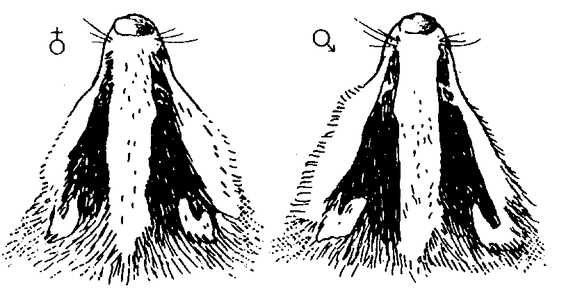 De typische zwart-wit tekening. De schedel van de das. De haarwisseling vindt plaats in april-mei, in sept.-okt. ontstaat het wollige onderhaar. Dassen haren hebben een typische tekening nl.