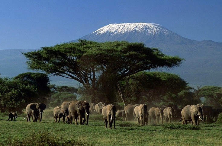 Kilimanjaro rijst majestueus van de omliggende laagvlaktes naar een adembenemende hoogte van 5895 m bedekt met sneeuw!