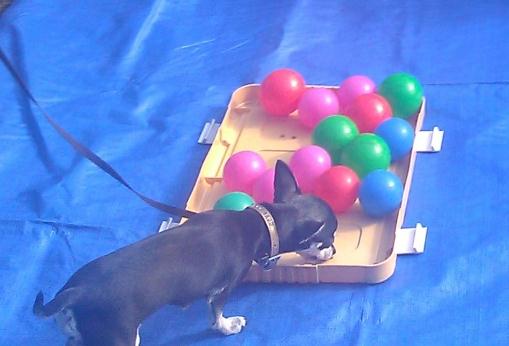 Maak de ingang zo dat de hond er makkelijk in en uit kan of help de hond pas de activiteit aan op size eker ook voor pups zijn al deze spel variaties leuk.