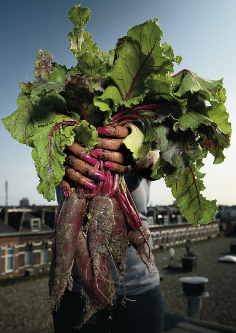 Rotterdamse Oogst: versterkt via de voedselketen de wortels van stadsbewoners.
