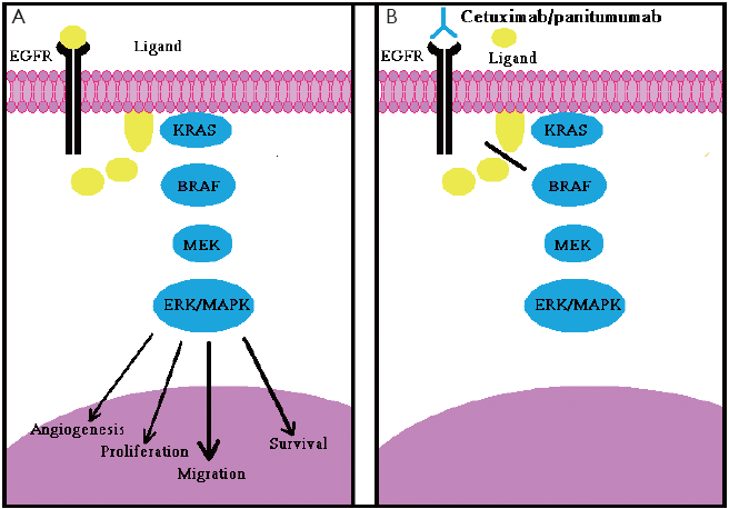 EGFR remmer en (K)RAS