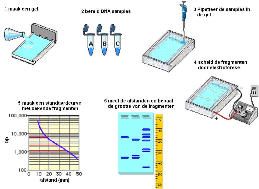 This Ladder contains fourteen discrete fragments ranging from 25 bp to 650 bp in 50 bp increments with double intensity reference bands at 200 bp and 400 bp.