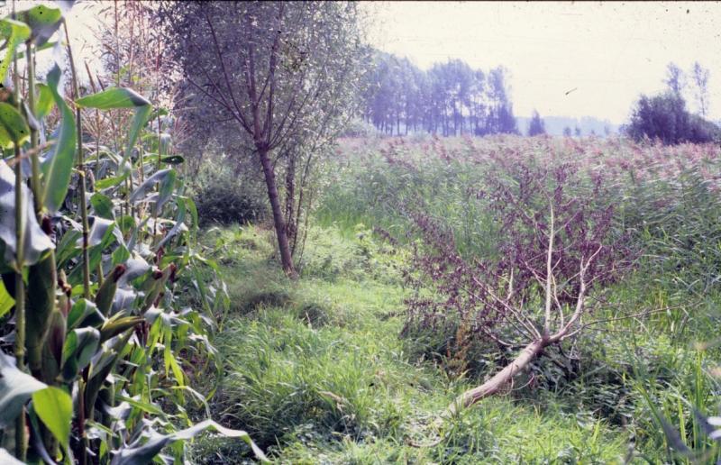 (In ontwerpen) te vermijden situatie. Vermijd de situering van dominante agressieve ecologische condities op hogere plaatsen (zoals hellingen, brongebieden) in landschappen.