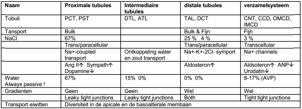 V De Nier: Morfologie en Hemodynamica Glomulaire filtratie < 2 nm vrije filtratie, Tussen 2 nm en 4 nm beperkt, > 4 nm