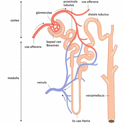 Het nefron bevat ook het juxtaglomerulair apparaat. Dit bestaat uit de juxtaglomerulaire cellen, de macula densa en de mesangiumcellen.