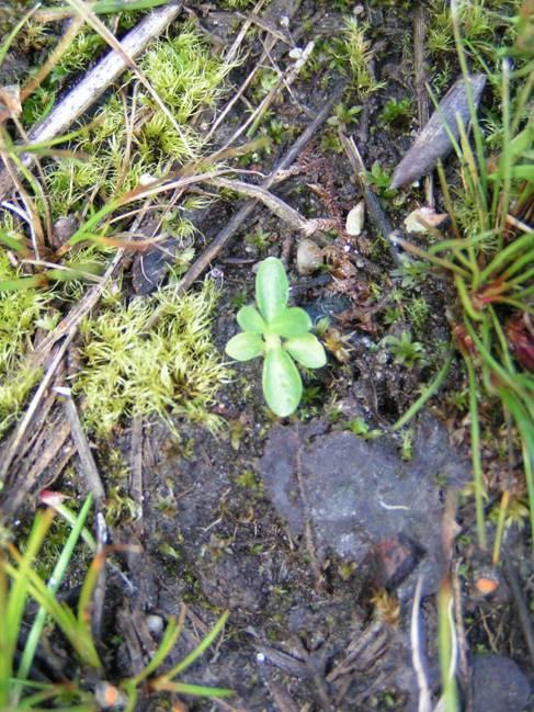 Parnassia, Dopheide, Ronde zonnedauw Heidekartelblad Blauwe knoop Plaggen 30 cm Klokjesgentiaan Resultaat: ontwikkeling van diverse Rode