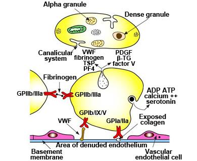 GIIb/IIIa remmers Abciximab Hoge affiniteit Eptifibatide Tirofiban Abciximab: - Stop