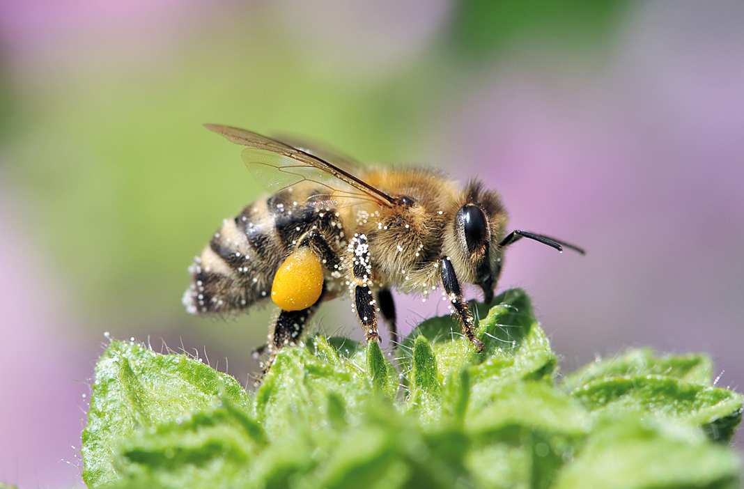 meel wordt beïnvloedt door grondsoort, klimaat, daglengte, aantal zonne-uren en grondwaterstand. Een plant kan in de ene streek een goede drachtplant zijn en in een andere streek aanmerkelijk minder.