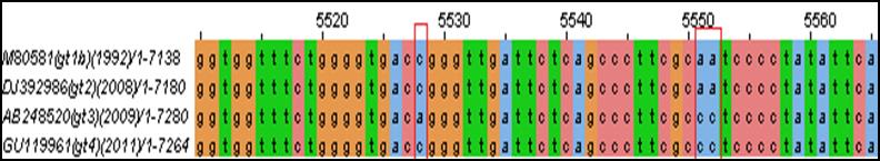Figuur 1.5: Beschreven assays op het HEV genoom (Eindwerk S. Bonte, 2012-2013) Figuur 1.6 toont de geconserveerde regio B in de vier verschillende genotypen.