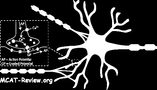 Contact-dependent: Hierbij hebben cellen direct celcontact, dit wordt veroorzaakt door signaalmoleculen in het plasmamembraanvan de signalerende cel en de receptor eiwitten Eindterm 6