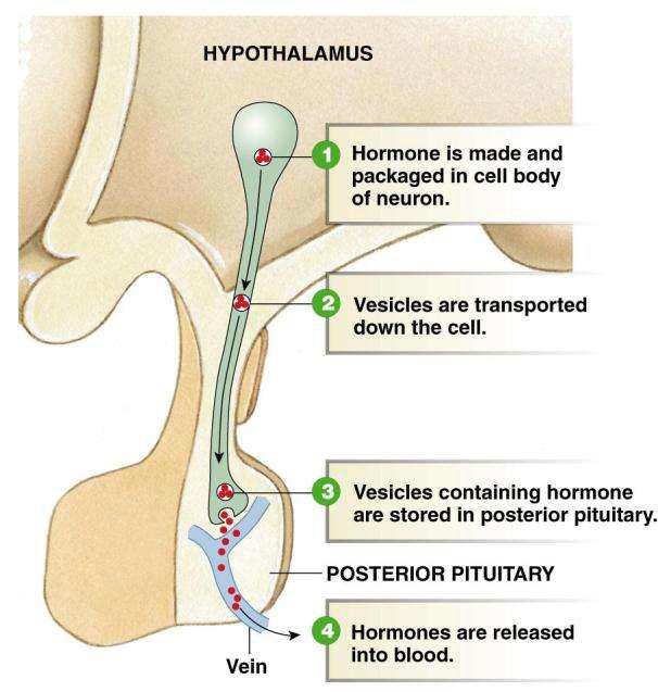 Neurohypofyse De neurohypofyse of hypofyseachterkwab maakt deel uit van het endocriene systeem.