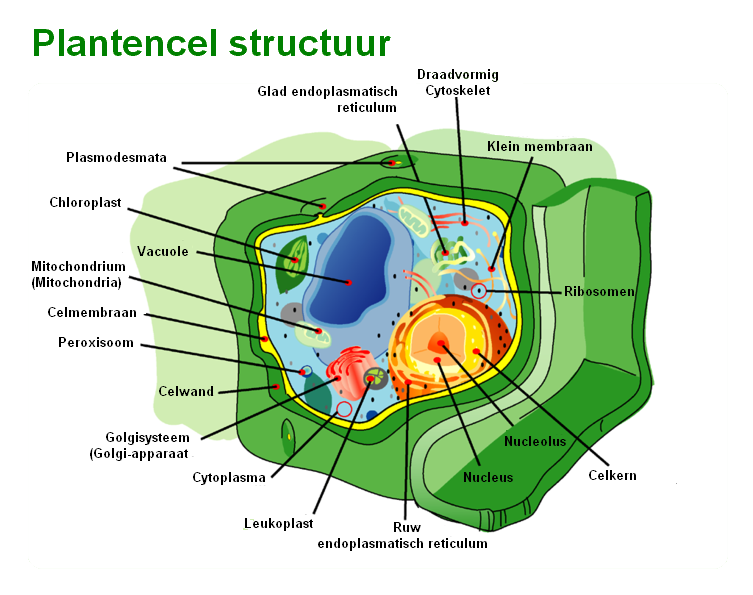 De thylakoïdmembranen bevatten de ingewikkelde fotosystemen waar we later dieper op ingaan. De ruimte binnenin de thylakoïdmembranen wordt lumen genoemd.