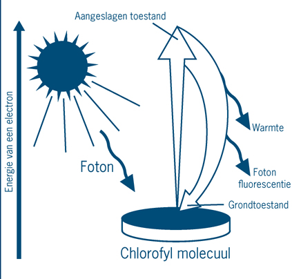 37. Golflengten Zie afbeelding 27. Welke golflengten worden vooral geabsorbeerd door: a. Chlorofyl-a b. Chlorofyl-b c. Carotenoiden Q Afbeelding 27: absorptiespectra van chlorofyl a en chlorofyl b 5.